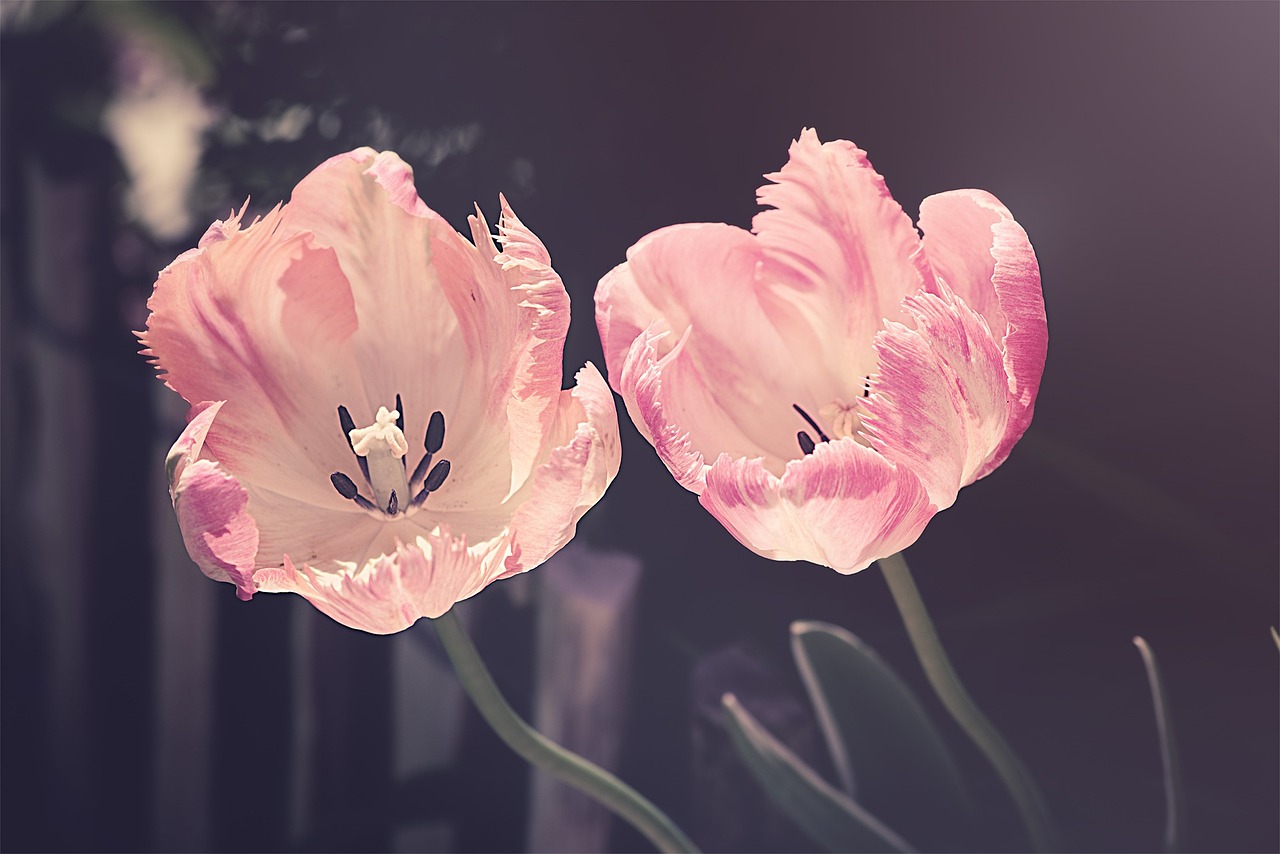 tulips, garden, garden flowers-3339416.jpg